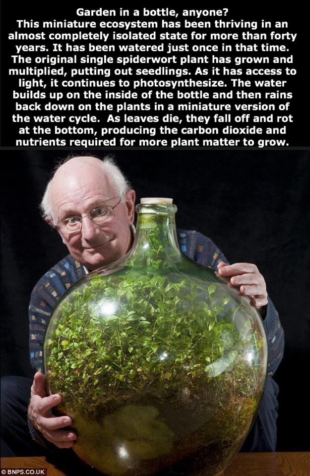 Mini Biosphare Garten In Der Flasche Dennis Deutschmann Bloggt