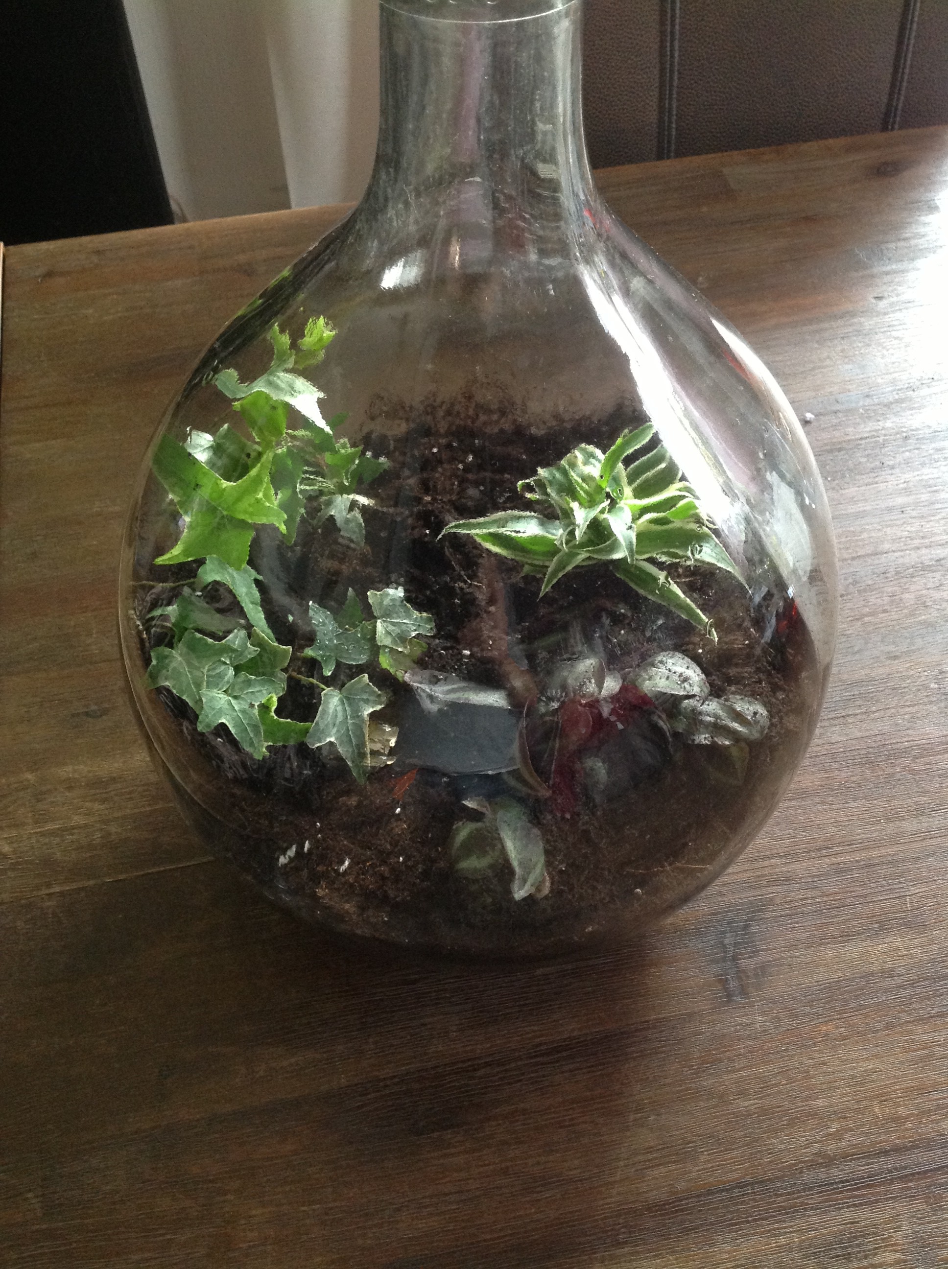 Mini Biosphäre Garten in der Flasche Dennis