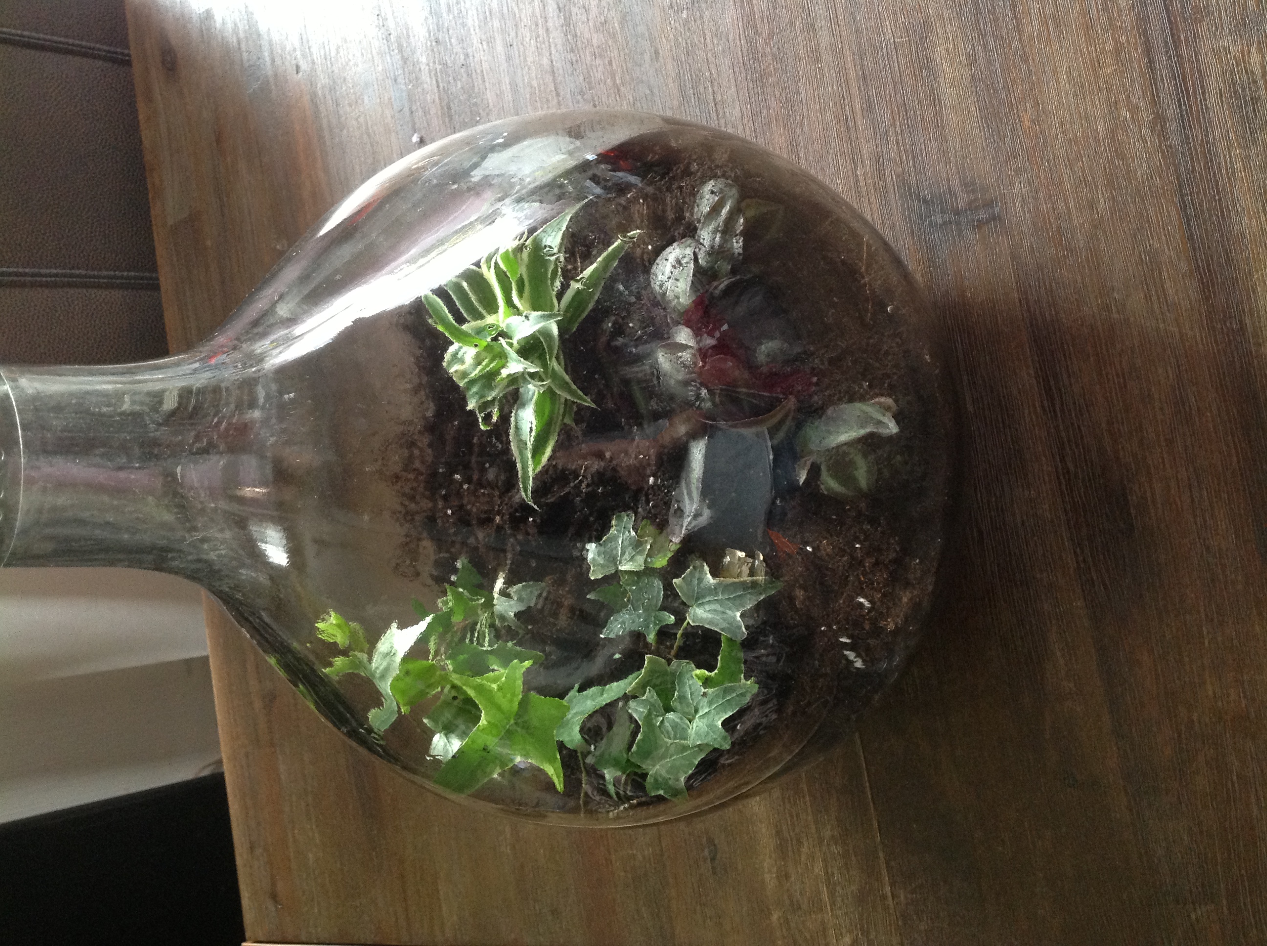 Pflanzen Im Glas So Einfach Baust Du Dein Ewiges Terrarium